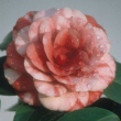 Lao Dian Xue